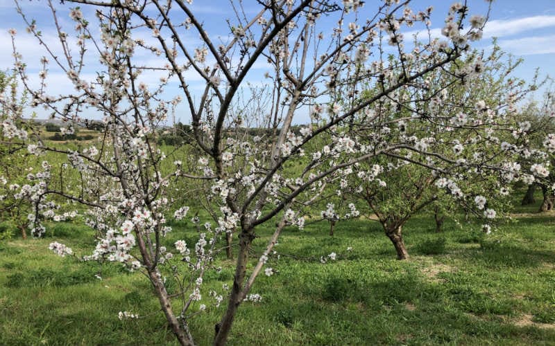 Mandelblüte auf Sizilien 50