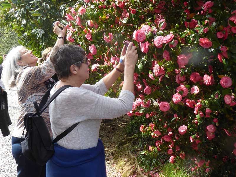 Superbes camélias en fleurs en Toscane 3