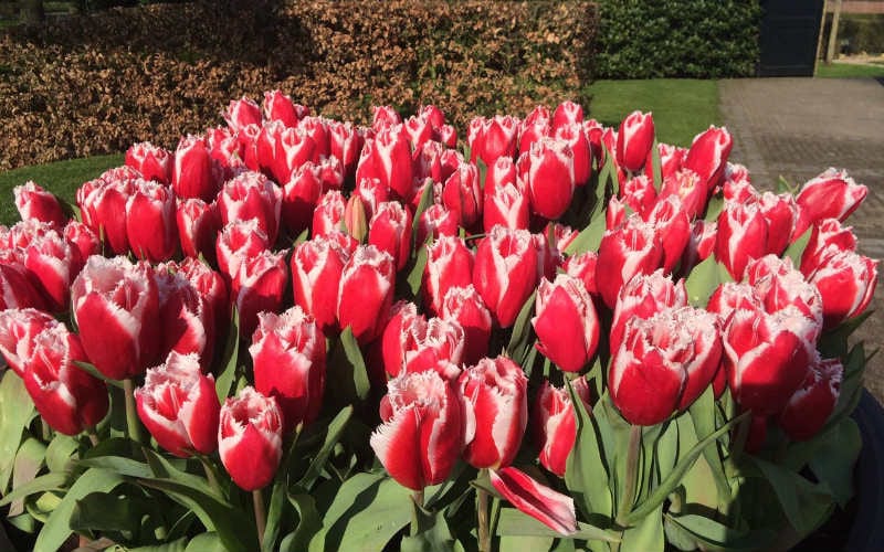 Amsterdam et les tulipes 15