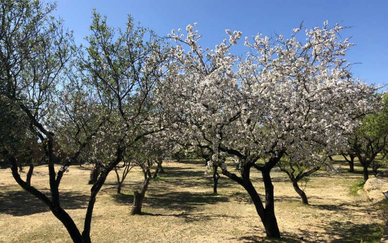 Mandelblüte auf Sizilien 29
