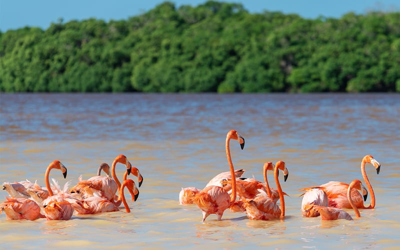 Magisches Mexiko - Auf den Spuren der Mayas 3