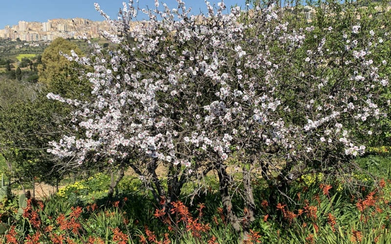 Mandelblüte in Sizilien 7