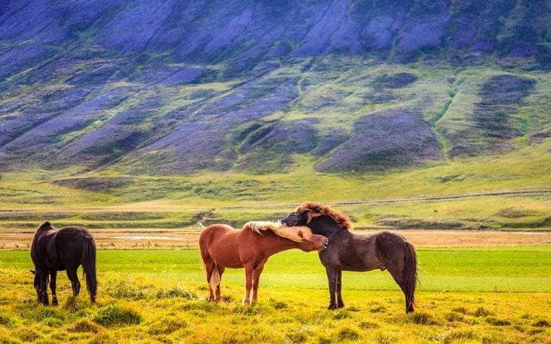 L'Islande, une merveille naturelle 6