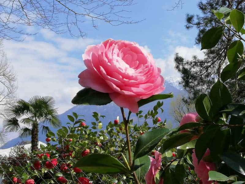 Zauberhafte Kamelienblüte im Tessin 9