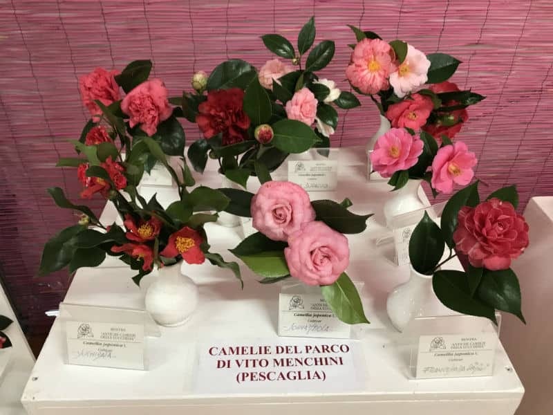 Kamelienblüte in der Toskana 39