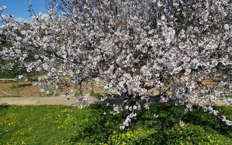 Mandelblüte auf Sizilien 33
