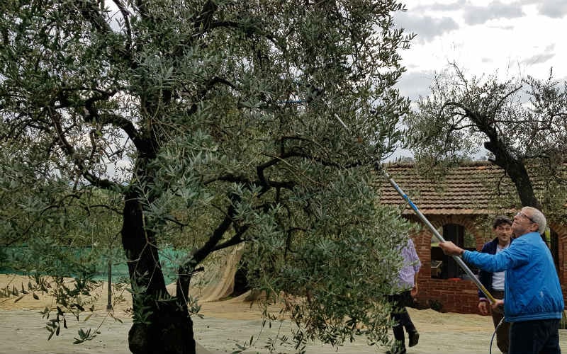 Olivenernte in der Toskana 7