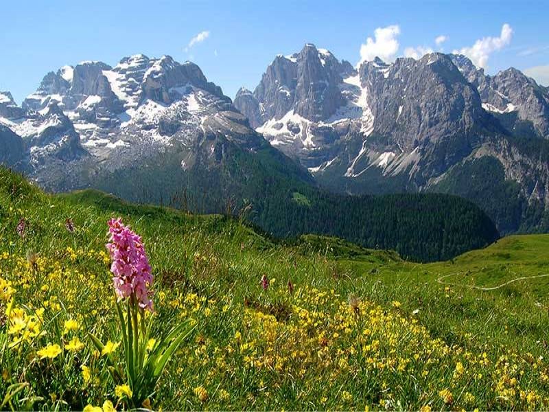 Alpenwiesen mit Bergkulisse in Trentino