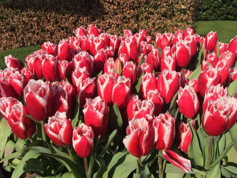 Amsterdam et les tulipes 3