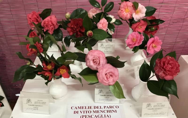 Kamelienblüte in der Toskana 6