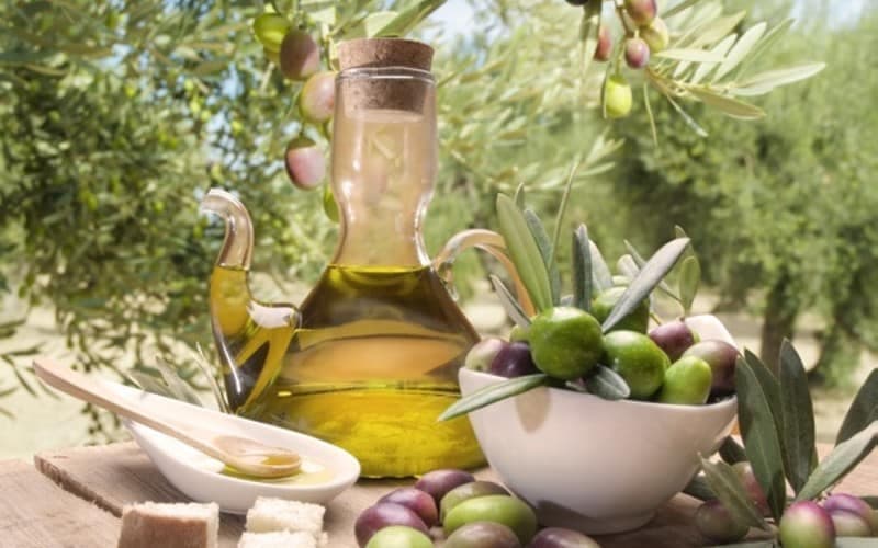 Olivenernte in der Toskana 4