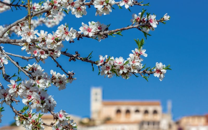 Mandelblüte auf Mallorca 5