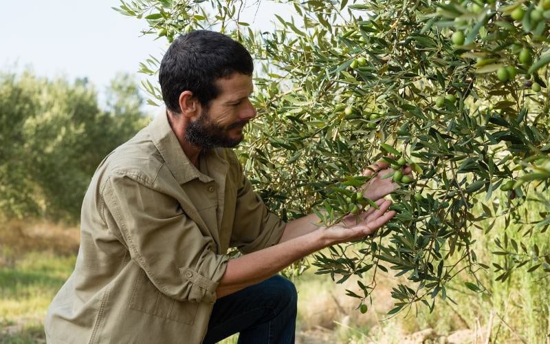 Olivenernte in der Toskana 1