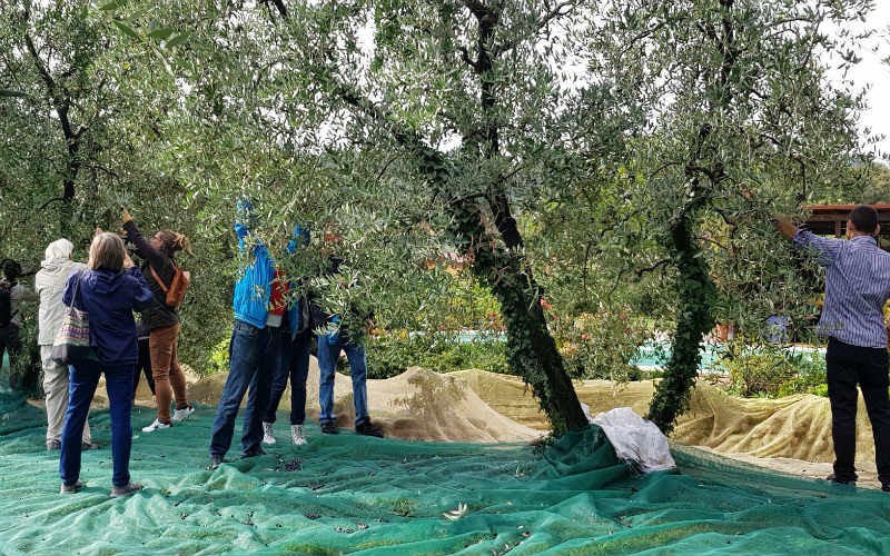 Olivenernte in der Toskana 10