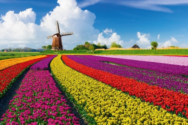 Holland zur Tulpenblüte 1