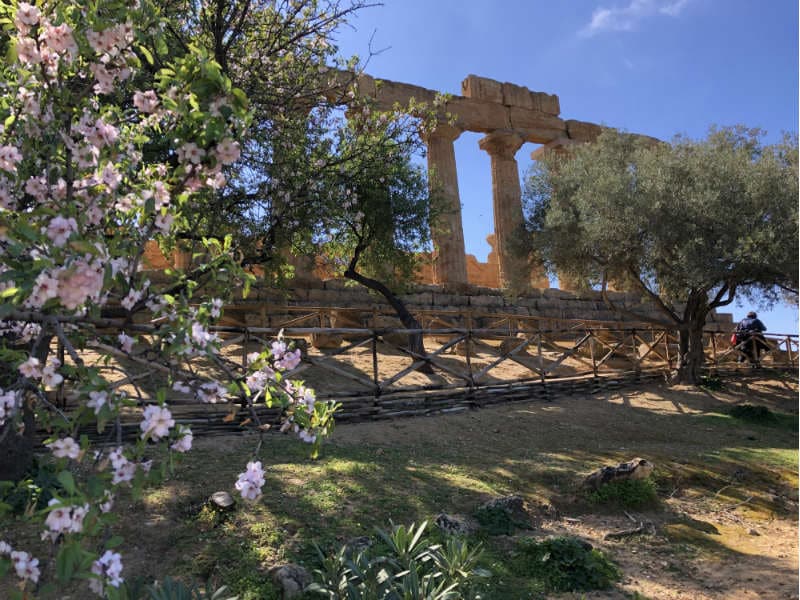 Mandelblüte auf Sizilien 1