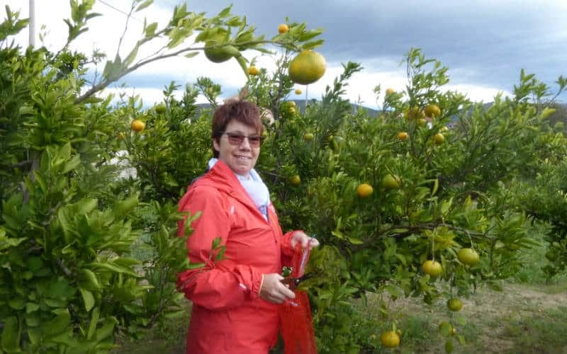 Récolte des mandarines en Dalmatie 20