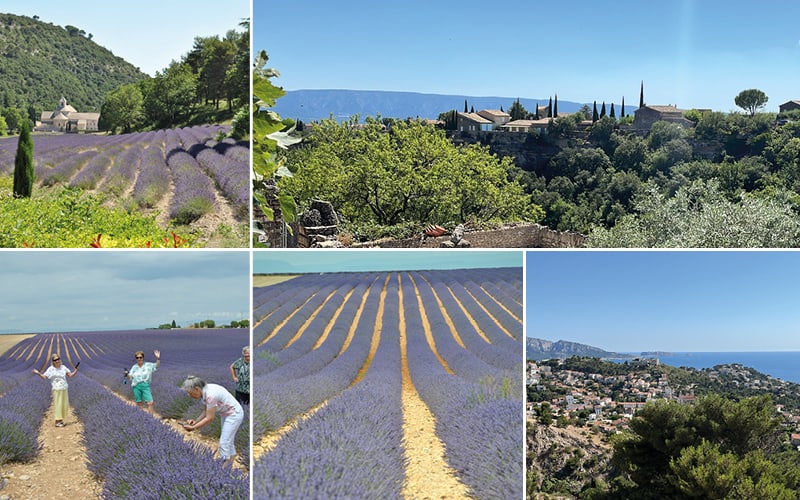 Floraison de la lavande avec Sophie Antoine 6