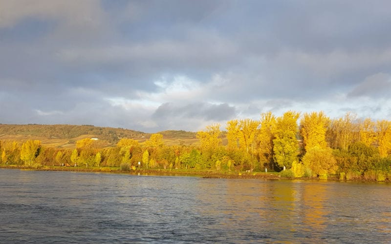 Goldener Herbst auf dem Rhein 27