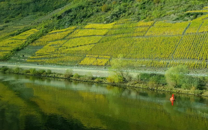 Goldener Herbst auf dem Rhein 10