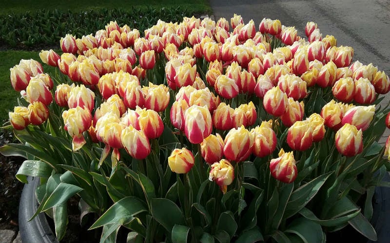 Amsterdam et les tulipes 11