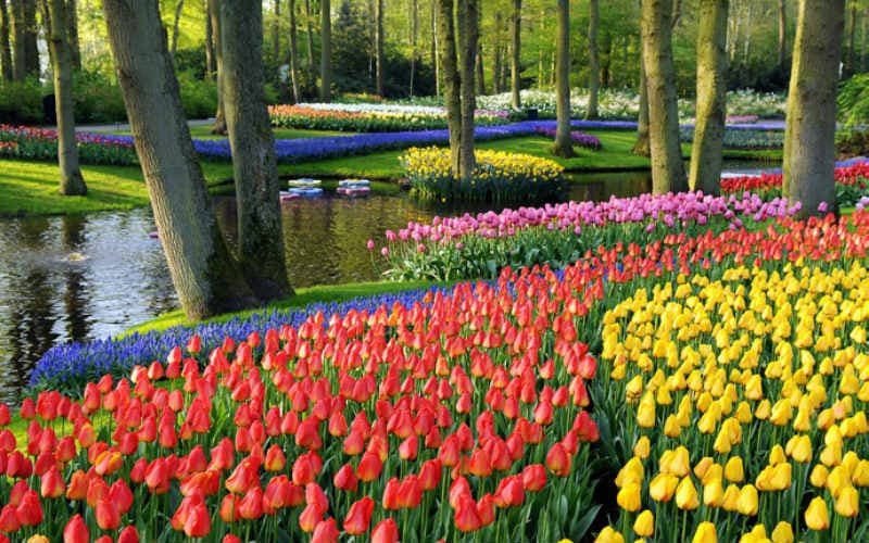 Floraison des tulipes en Hollande 6