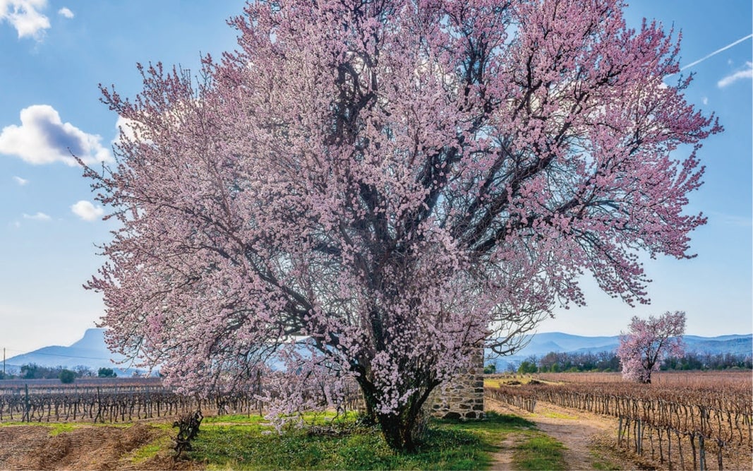 Mandelblüte in der Provence 3