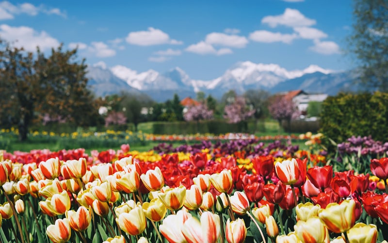 Tulpenblüte in Slowenien 1
