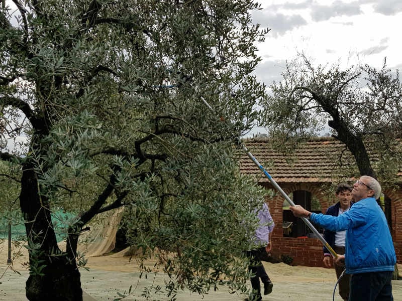Olivenernte in der idyllischen Toskana 11