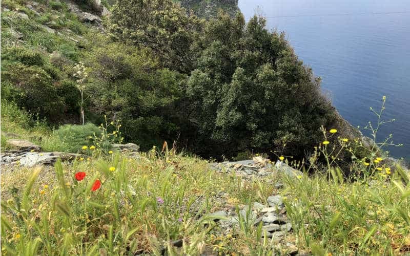 Frühling in Korsika 63