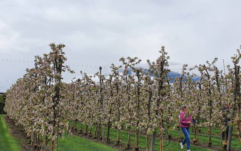 Apfelblüte im Südtirol 9