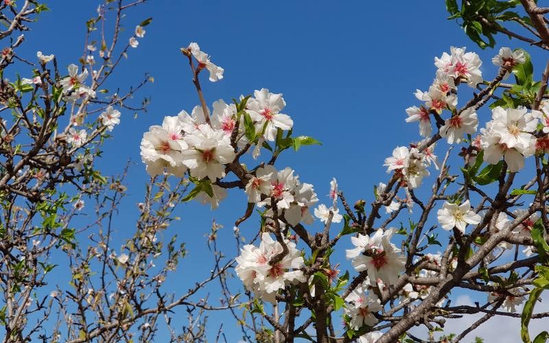 Mandelblüte auf Sizilien 28