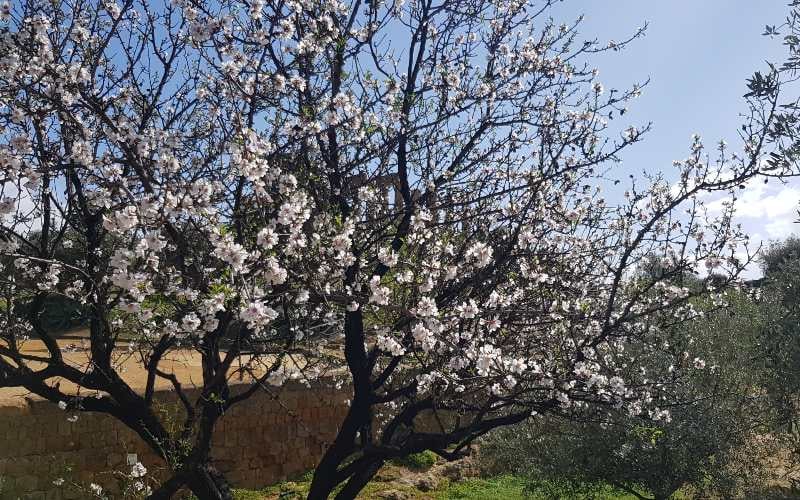 Mandelblüte auf Sizilien 17