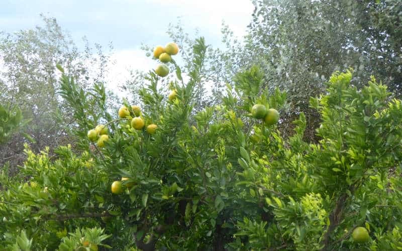 Récolte des mandarines en Dalmatie 21