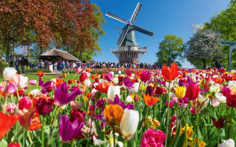 Amsterdam & floraison des tulipes 1