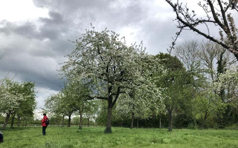 Apfelblüte in der Normandie 13
