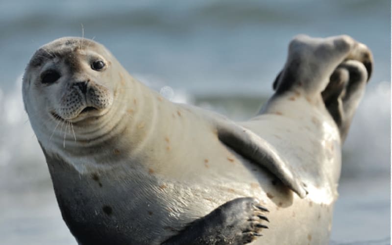Nordfrankreichs Küstenschätze 5