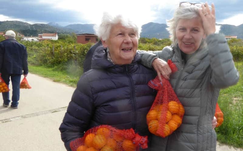 Récolte des mandarines en Dalmatie 14