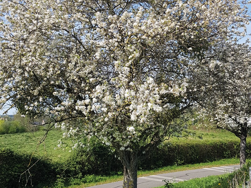 Apfelblüte in der Normandie mit Isabella Raimann 1