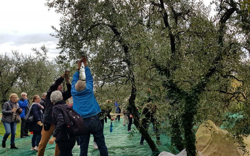 Olivenernte in der Toskana 9